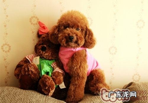 犬扩张型肥厚性心肌病