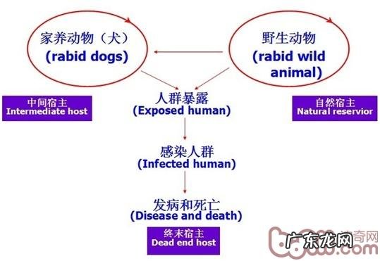 狂犬病毒预防