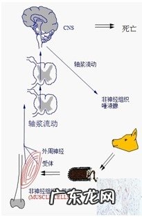 狂犬病毒预防