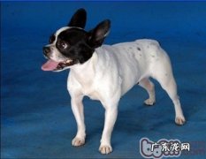 正确对待狂犬病毒症