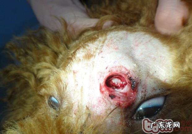 一例犬头部外伤的抢救解决