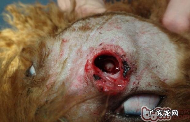 一例犬头部外伤的抢救解决