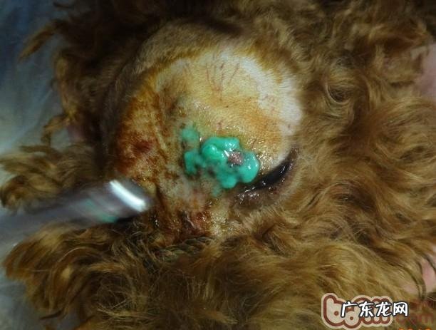 一例犬头部外伤的抢救解决