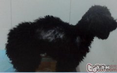 一例犬甲状腺囊肿功能不高症病例分析