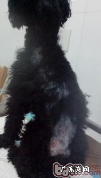 一例犬甲状腺囊肿功能不高症病例分析