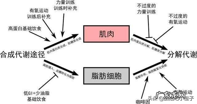 健身初学者在刚开始的时候应该怎么练?