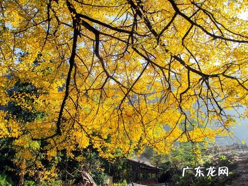 描写银杏落叶的句子短句 【抖音文案】描写初冬的银杏落叶