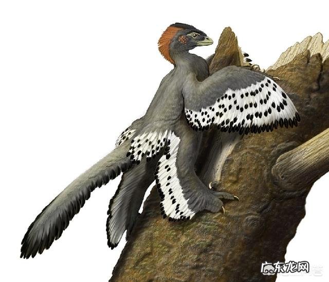 非洲象的体型在恐龙时代是什么ji别？