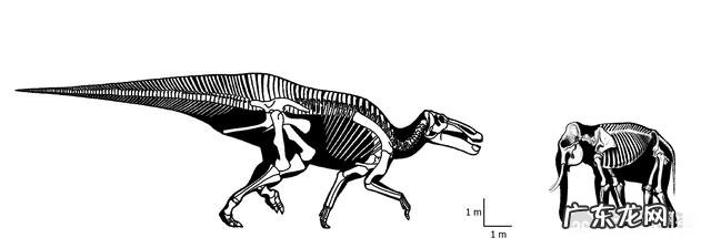 非洲象的体型在恐龙时代是什么ji别？