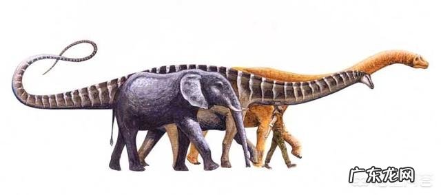 非洲象的体型在恐龙时代是什么ji别？