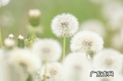 描写蒲公英的优美句子 【抖音文案】蒲公英哲理句子