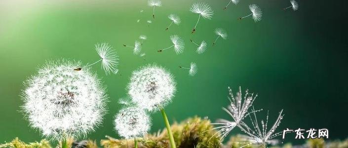 描写蒲公英的唯美句子 【抖音文案】描写蒲公英花的句子