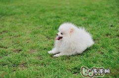 狗狗咳嗽可能是心脏疾病造成