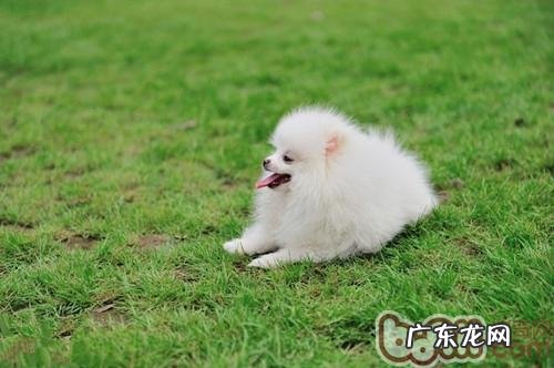 狗狗咳嗽可能是心脏疾病造成