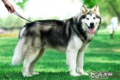 小狗胃炎的病症及医治