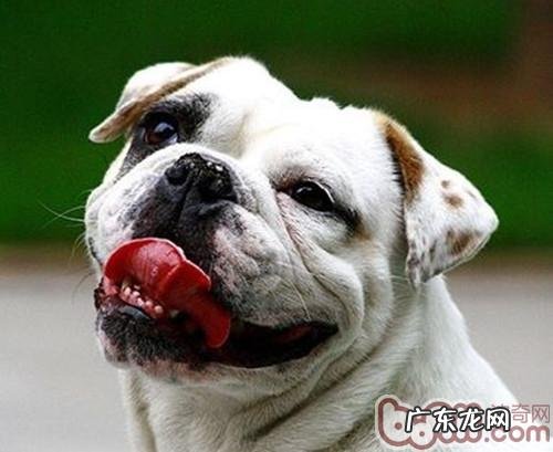 如何预防小狗牙龈发炎