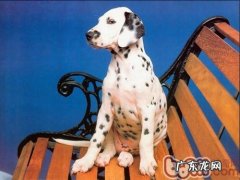 养宠物家中必需的常备药