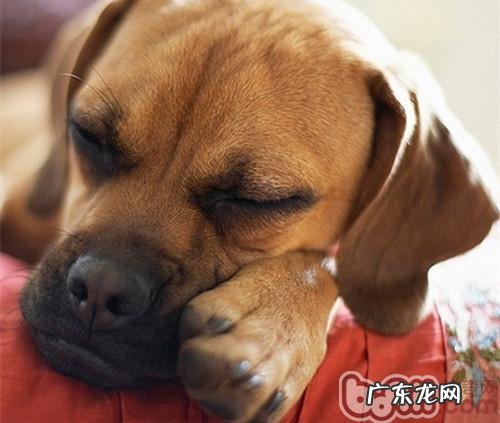 怎样辨别小宠物的紧急状况