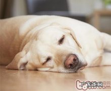 怎样辨别小宠物的紧急状况