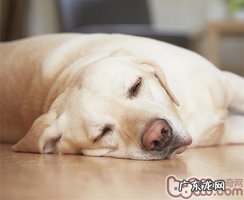 怎样辨别小宠物的紧急状况
