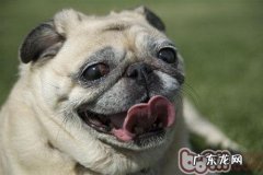 坚持不懈医治，心脏疾病患犬也是有春季