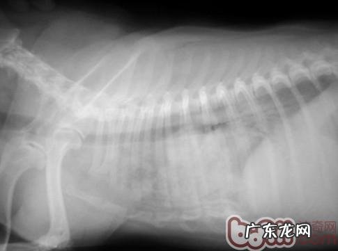 坚持不懈医治,心脏疾病患犬也是有春季