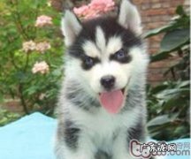 犬窝咳的确诊及防止