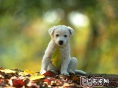 犬窝咳的发病症状