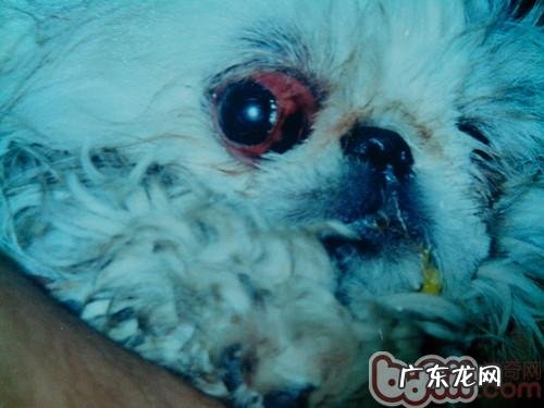 犬眼周损害的缘故和解决