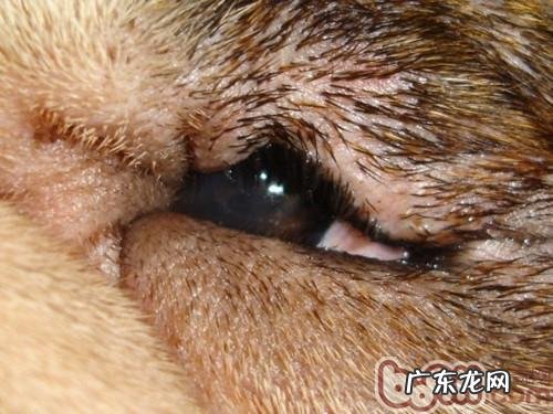 犬眼周损害的缘故和解决