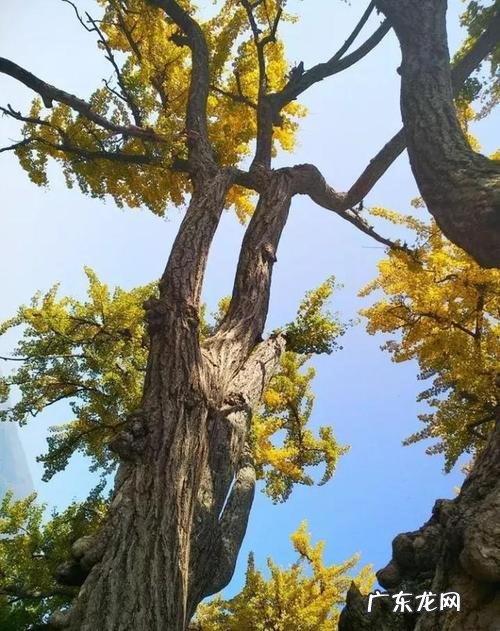 赞美银杏树叶的优美句子 【抖音文案】赞美千年银杏的句子