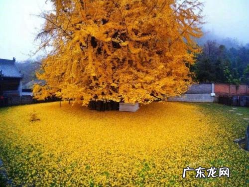 赞美银杏树叶的优美句子 【抖音文案】赞美千年银杏的句子