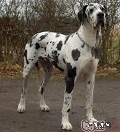 有害的麦芽糖醇和犬胃扭转扩大