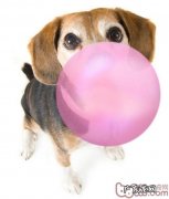 有害的麦芽糖醇和犬胃扭转扩大