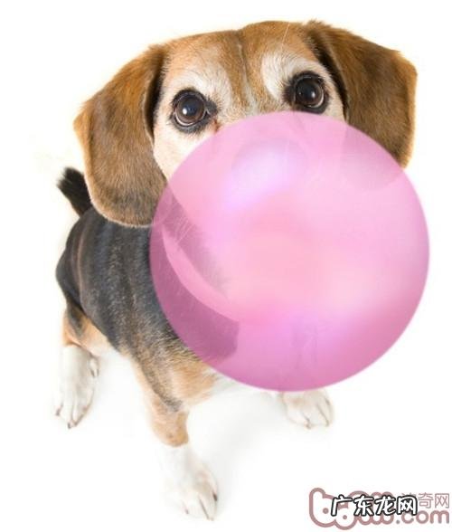 有害的麦芽糖醇和犬胃扭转扩大