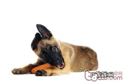 怎样在家里解决小狗的拉肚子