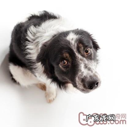 怎样在家里解决小狗的拉肚子