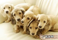 怎样照料孕期小狗