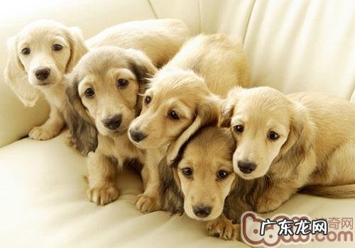 怎样照料孕期小狗