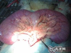 造成 狗狗子宫蓄脓的普遍缘故