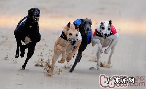 训练狗狗也会导致漫性健身运动损害