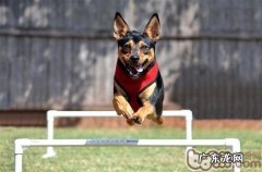 小狗亚急性健身运动损害介绍