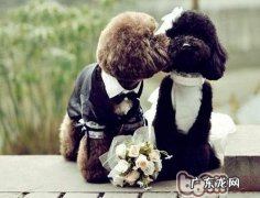 小狗联婚还要门不当户不对