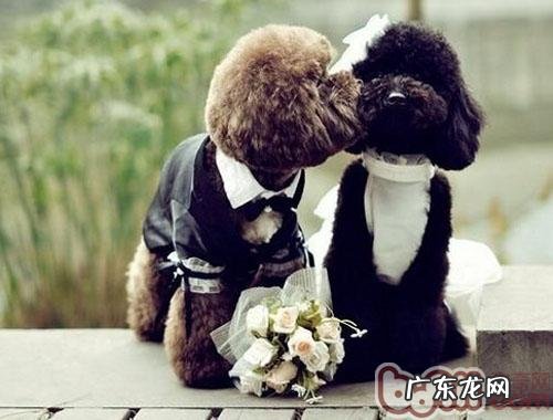 小狗联婚还要门不当户不对