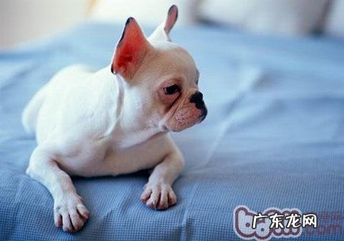 协助小狗摆脱幽闭恐惧症