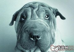 小狗也会患广场恐惧症