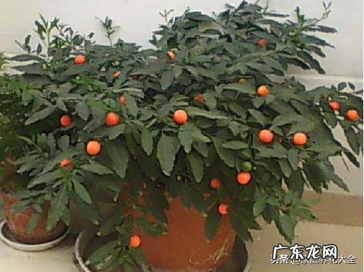 盆栽四季果怎样养对人体有没有伤害