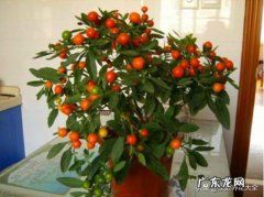 盆栽四季果怎样养对人体有没有伤害