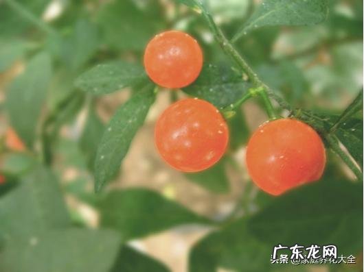 盆栽四季果怎样养对人体有没有伤害