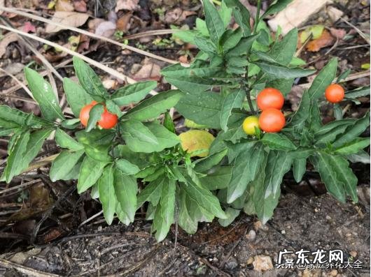 盆栽四季果怎样养对人体有没有伤害